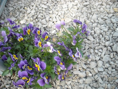 Pansy - Viola tricolor property