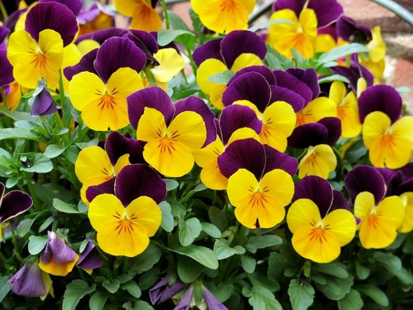 violets-tricolor