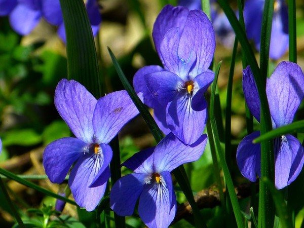 purple-variety