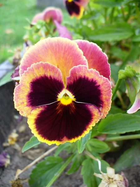 purple-flower