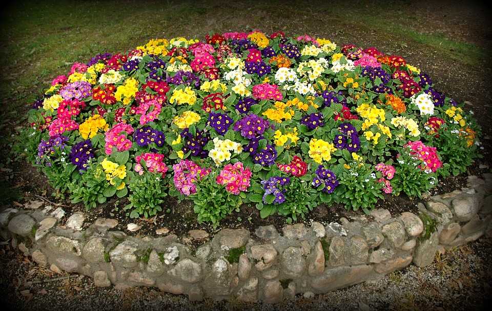primroses-flowerbed