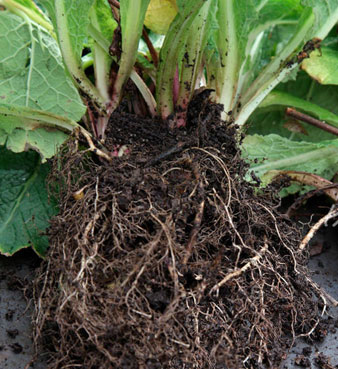 roots-primrose
