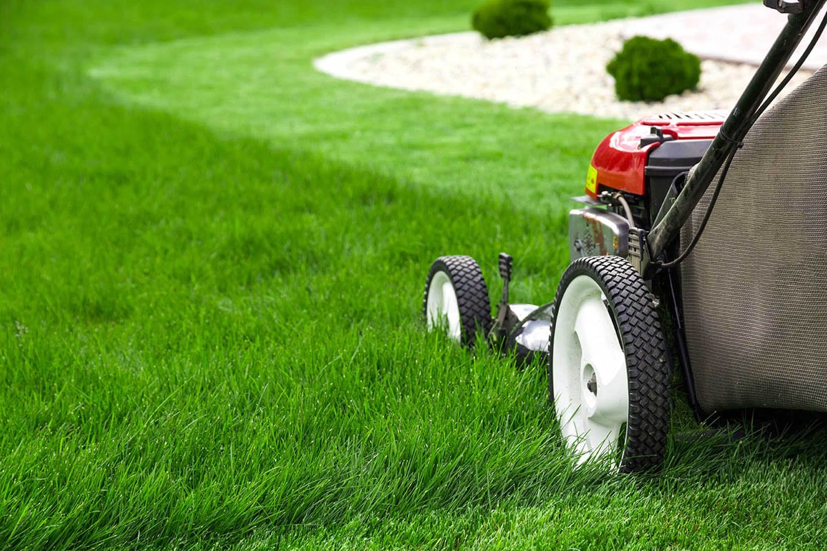 How to choose the right lawn for our needs 3