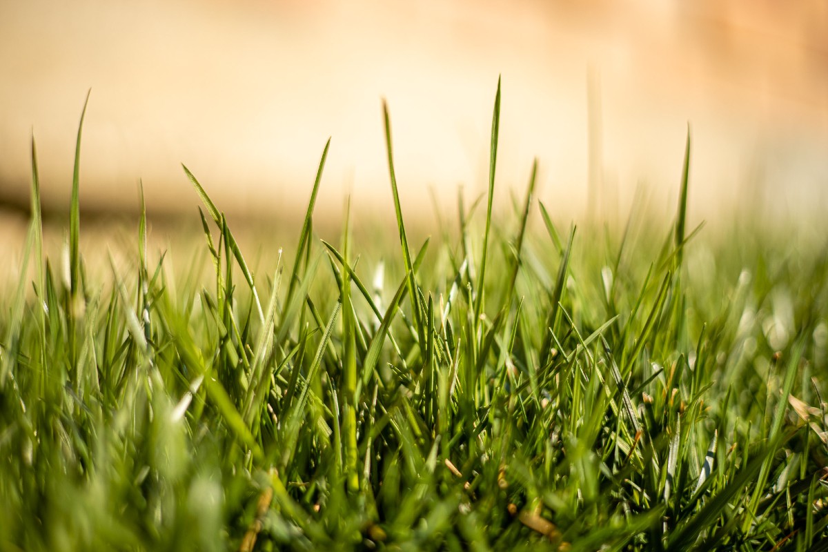 How to choose the right lawn for our needs 2