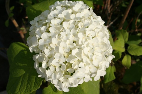viburnum-flower