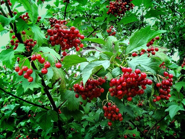 viburnum-red-fruit
