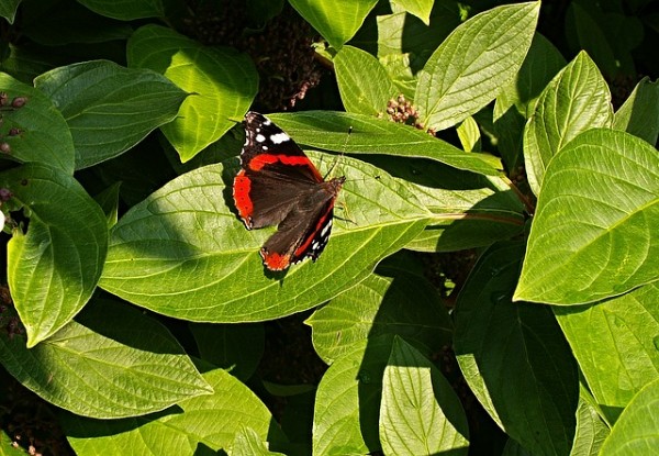 leaves-viburnum-butterfly