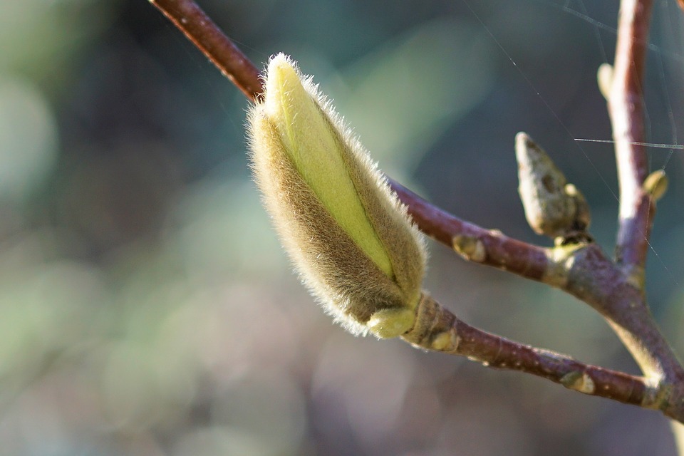 Magnolia-bud