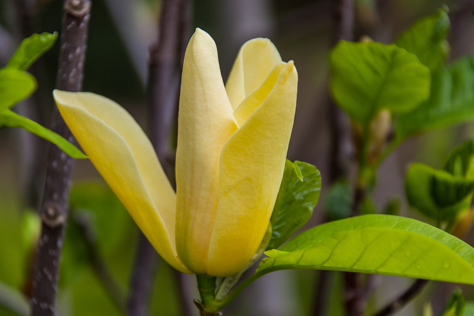 Yellow Magnolia- flower
