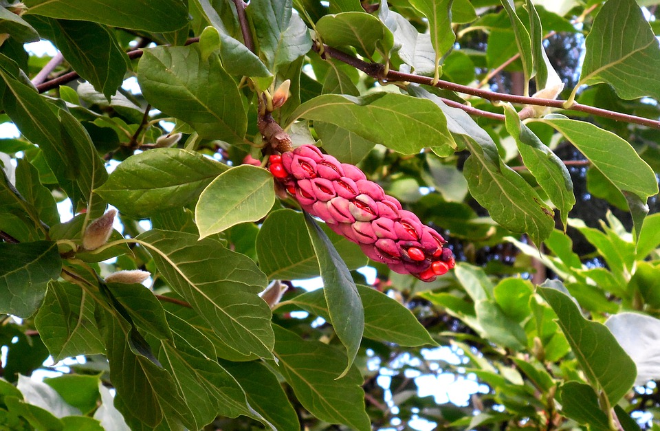 Magnolia-fruit