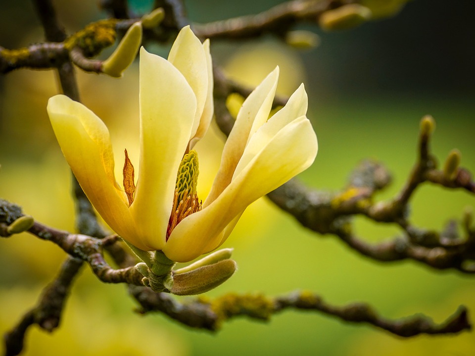 Magnolia-yellow-variety