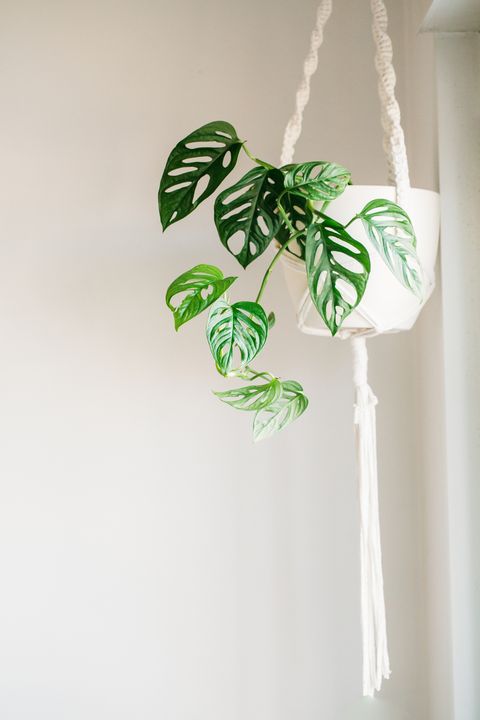hanging potted monstera