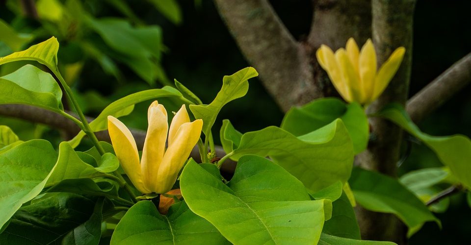 Magnolia gialla-Magnolia acuminata