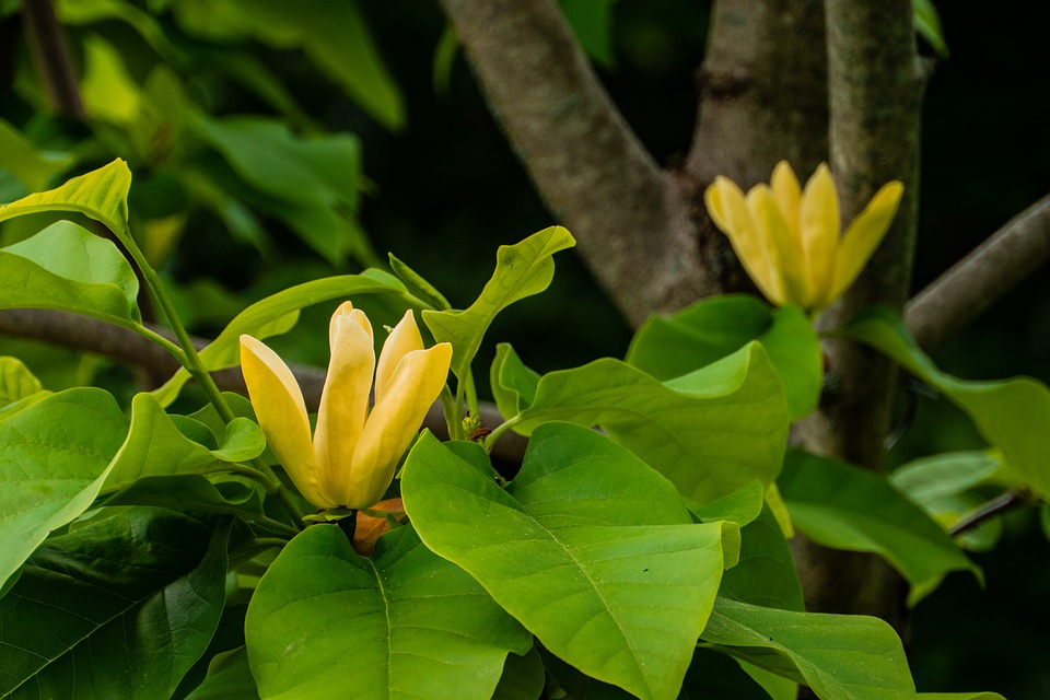Yellow Magnolia-Magnolia acuminata