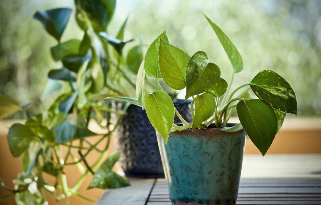 mistakes-to-avoid-house-plants-4