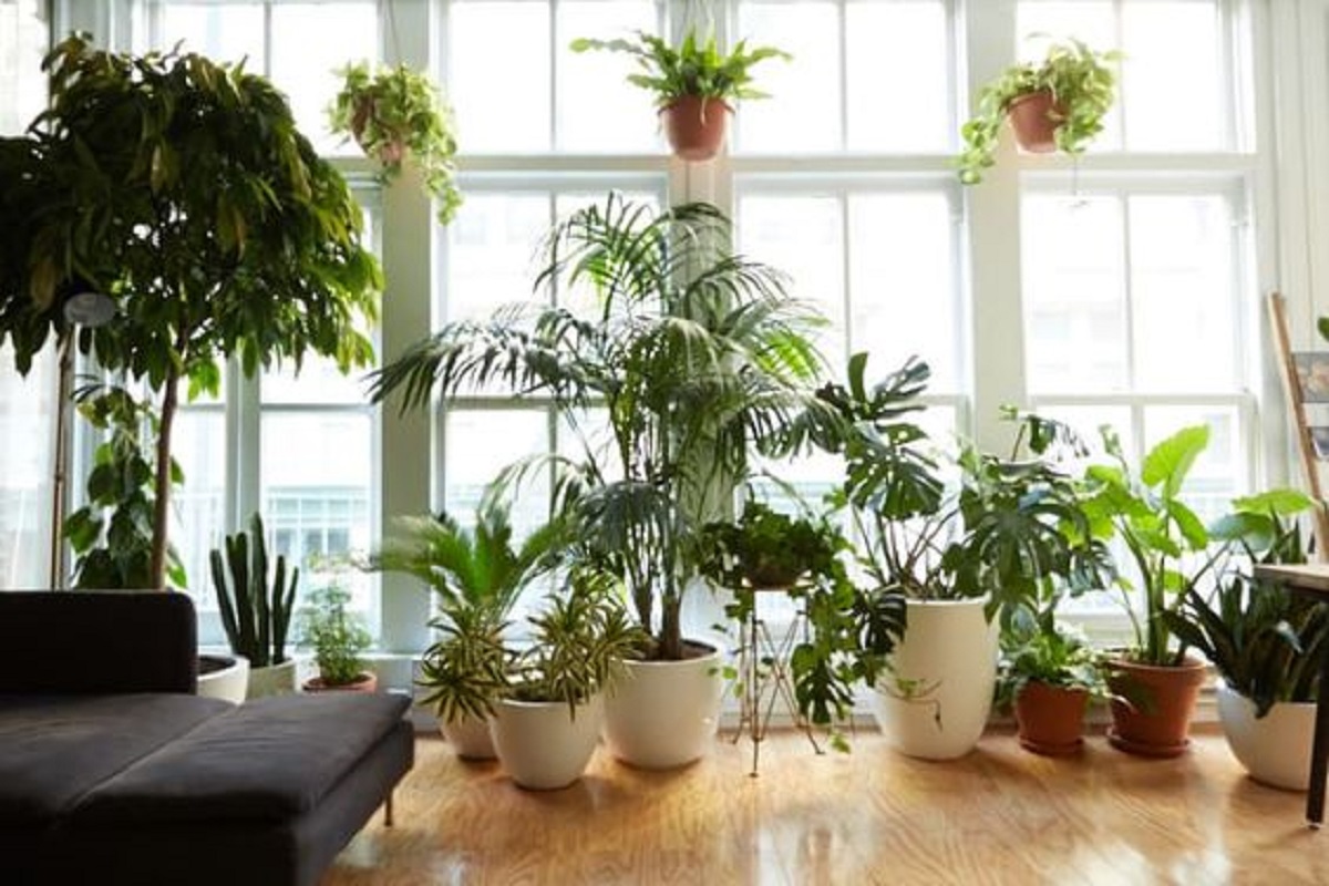 mistakes-to-avoid-house-plants-1
