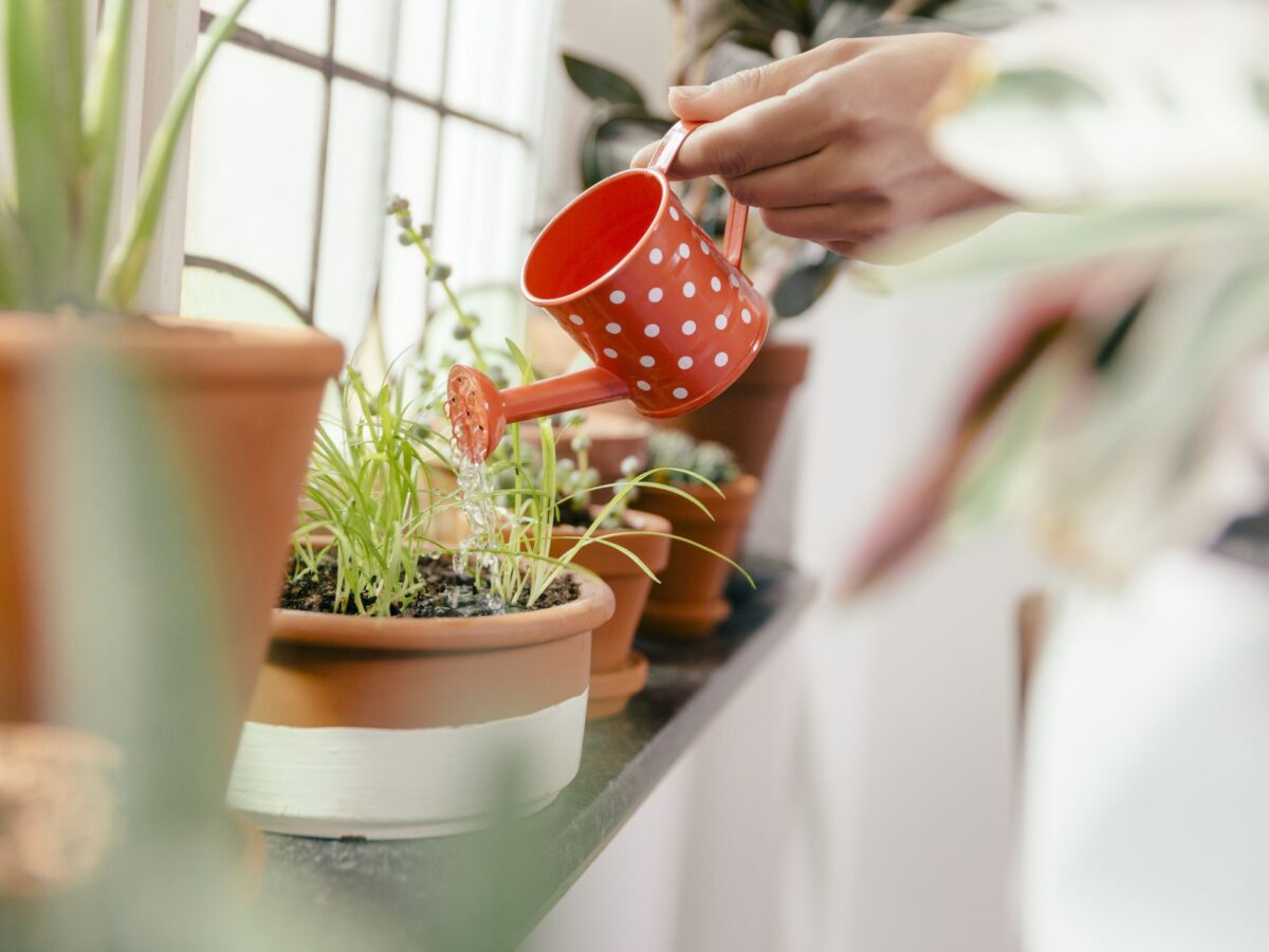 mistakes-to-avoid-house-water-plants