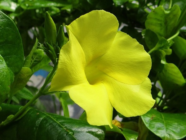 Allamanda-flower