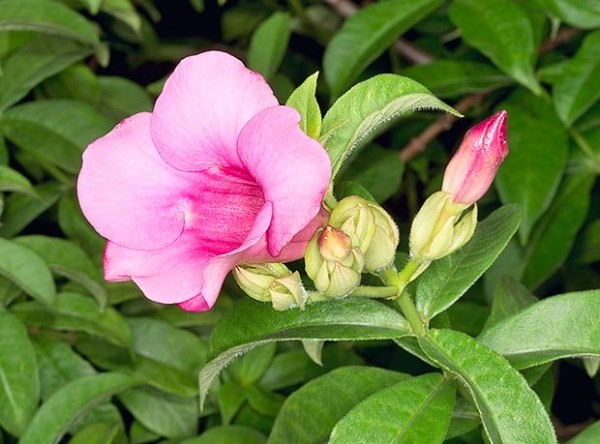 Allamanda-flowers-pink