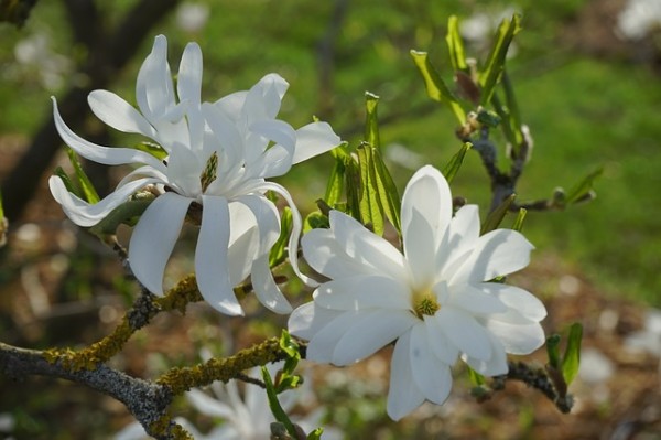 flowers-magnolia-star