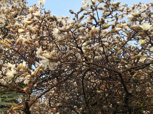 magnolia-stellata-photo