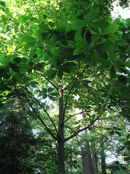 magnolia-stellata-MagnoliaMacrophylla