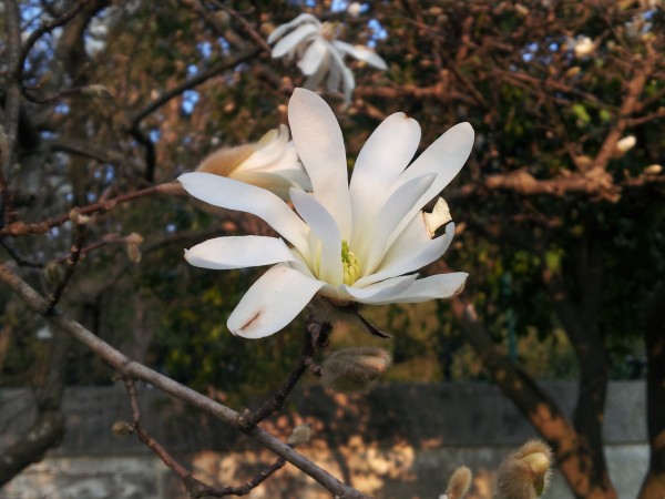 magnolia-stellata-flower
