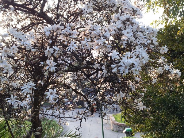 magnolia-stellata-flowering