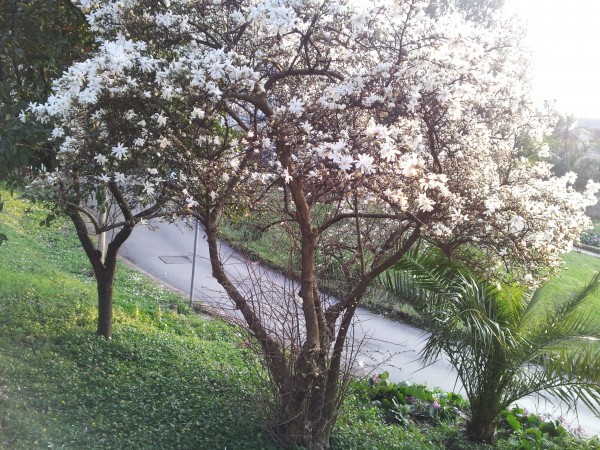 magnolia-stellata-flowering
