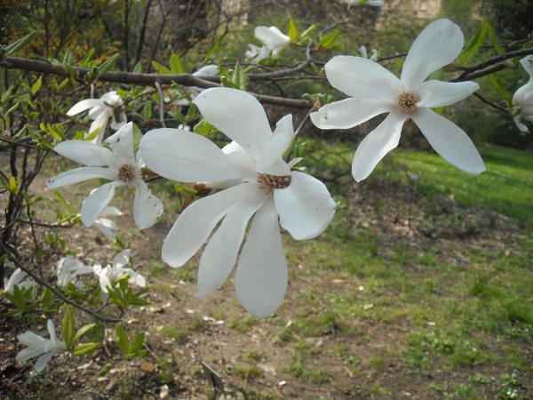 starry magnolia flowers