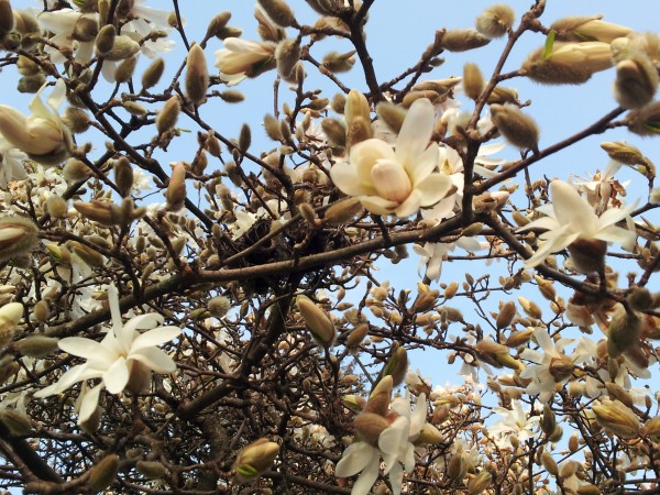 magnolia-stellata-photo