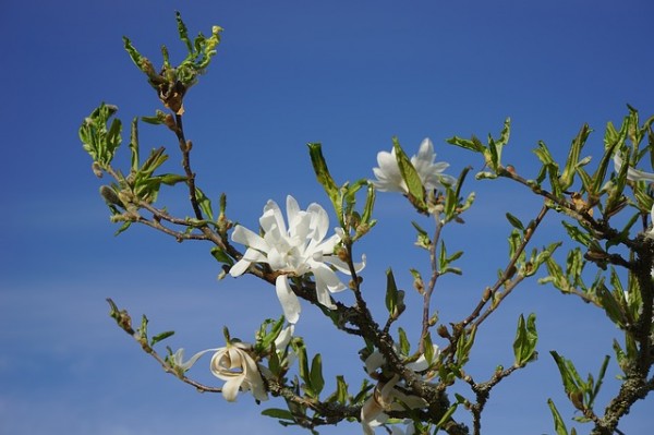 star-magnolia-plant