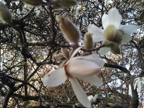 starry magnolia-pruning