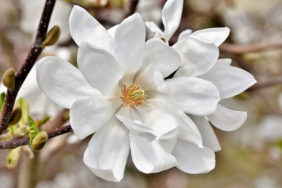 Magnolia-meaning