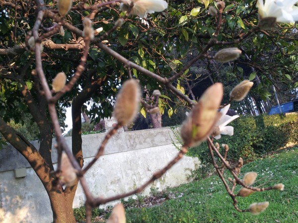 magnolia-stellata-cure