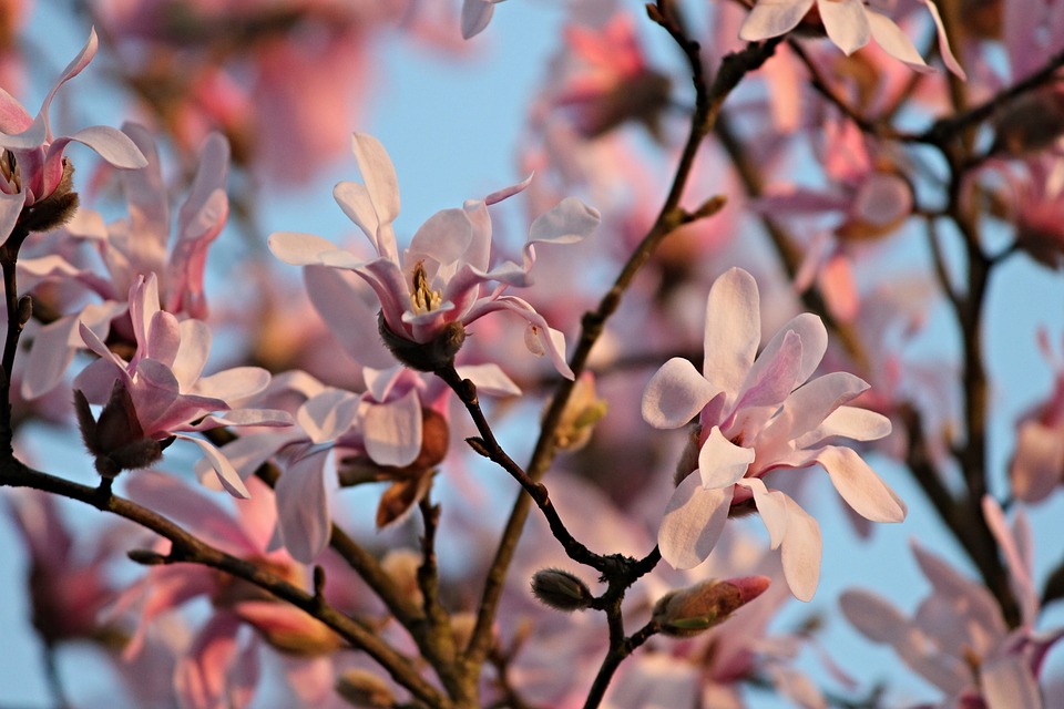 Magnolia-flowers-pink