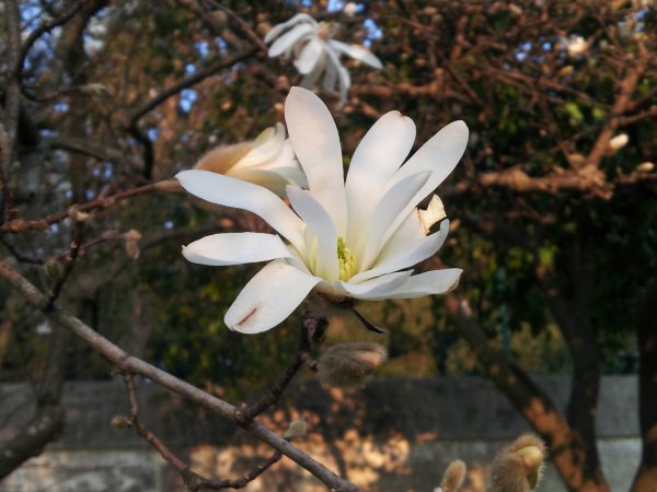 magnolia-stellata-fiore