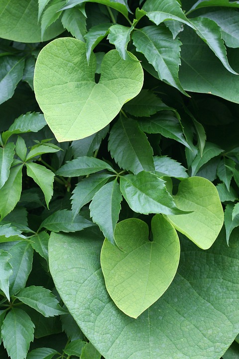Dalechampia-leaves