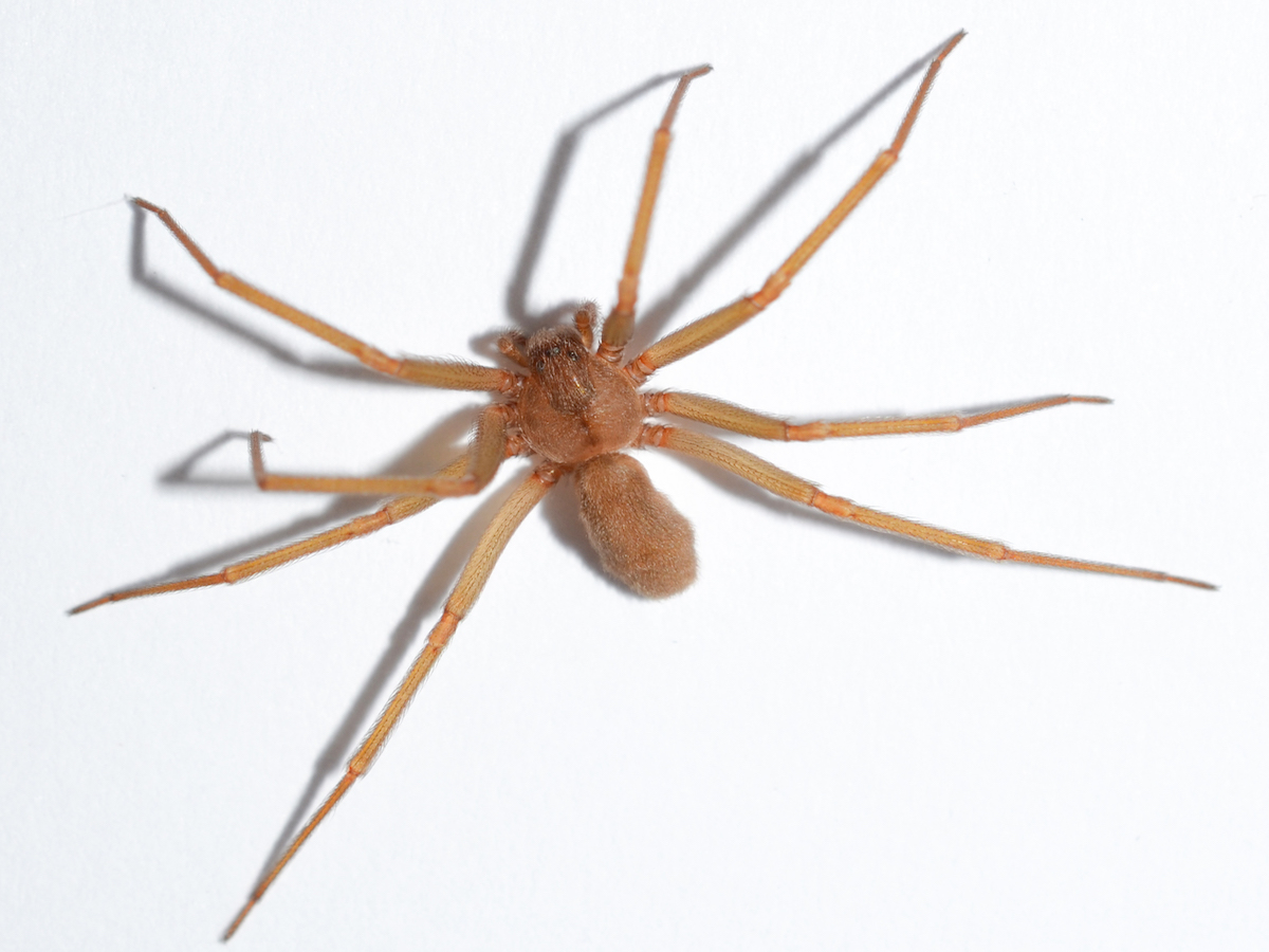 spider-violin-what-to-do-pest control-2