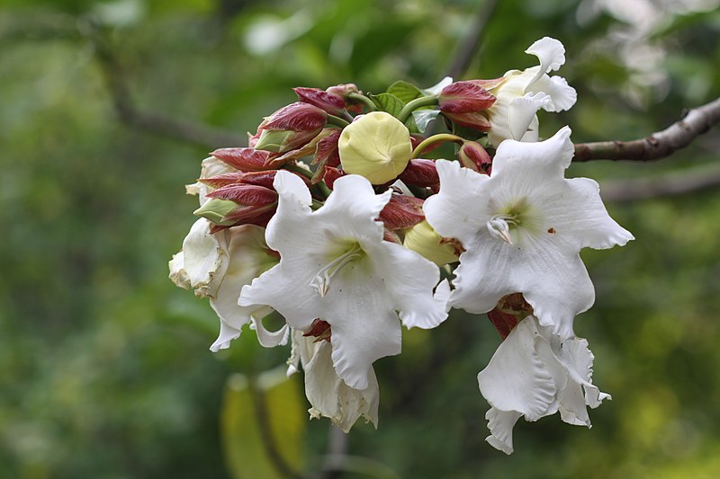 Beaumontia-grandiflora-flowers