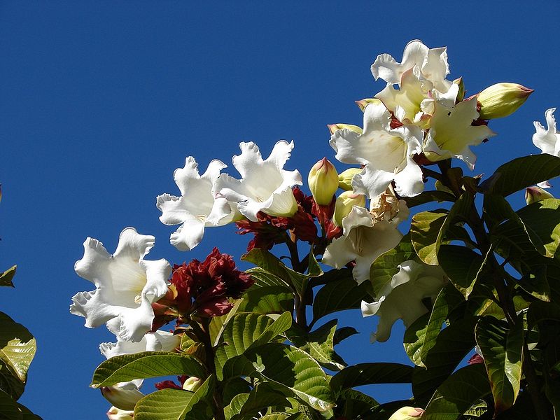 Beaumontia-grandiflora