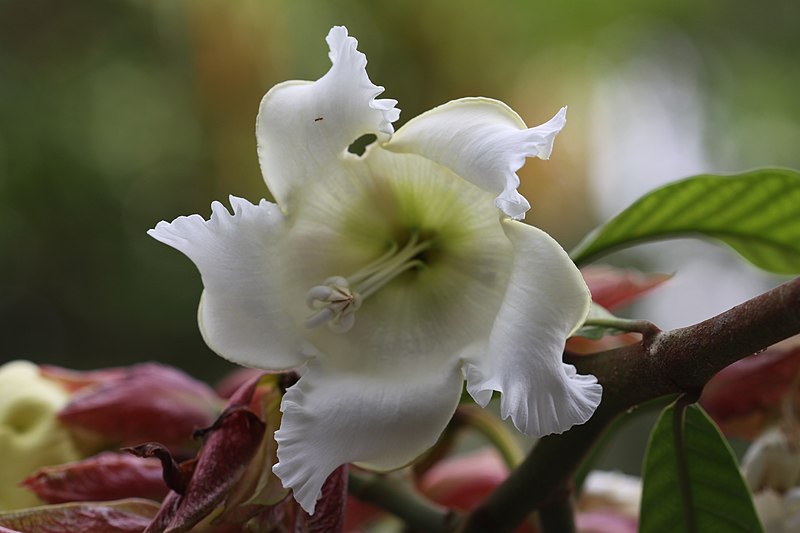 Beaumontia-grandiflora-flower