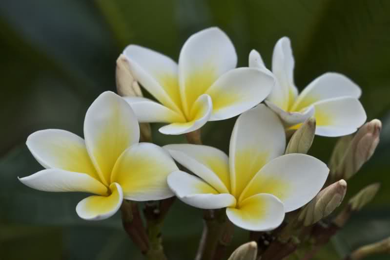 flowers-plumeria-frangipani