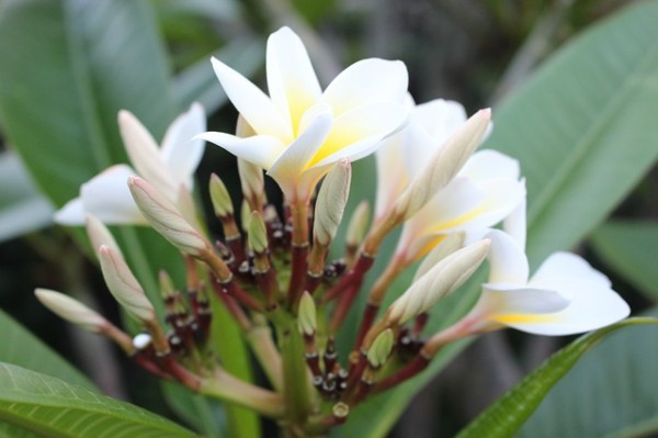 frangipani-plant