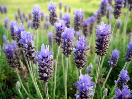 lavender-cultivation