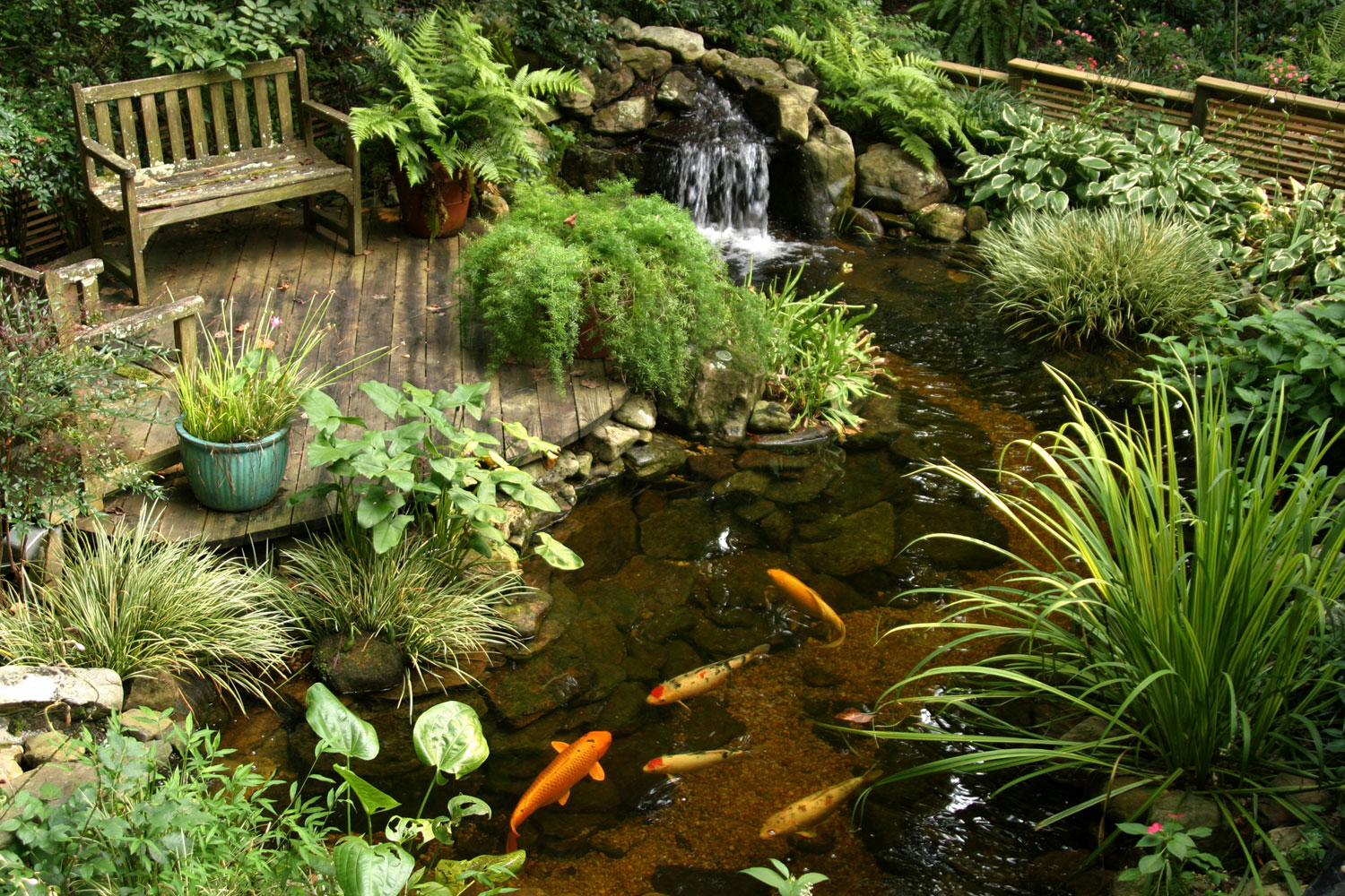 Photo of the garden pond 09