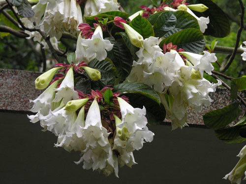 Beaumontia-fioritura