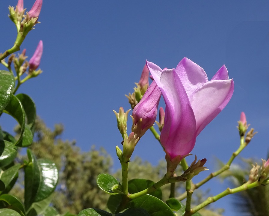 Cryptostegia grandiflora-flowers