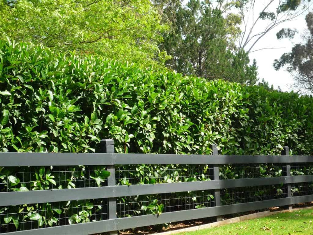 How to choose the best hedges for the privacy of your garden - Decor