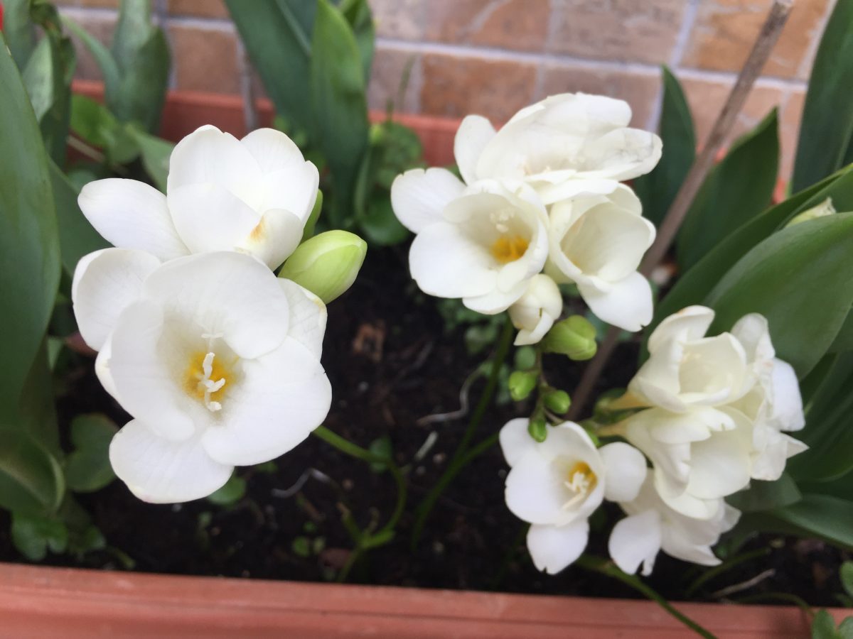 Freesia-language-flowers